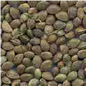 hempseeds