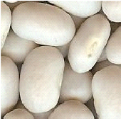 japanese white