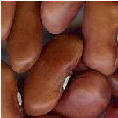light red kidney beans