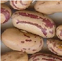 catarinos saluggias