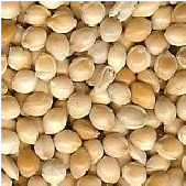 white broomcorn millet