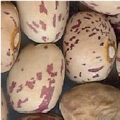 paowan