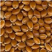 Yellow millet in husk