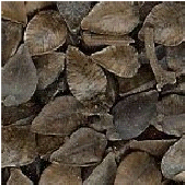 buckwheat