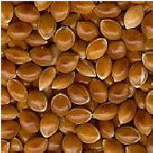 Red BC millet