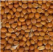 red millet in husk